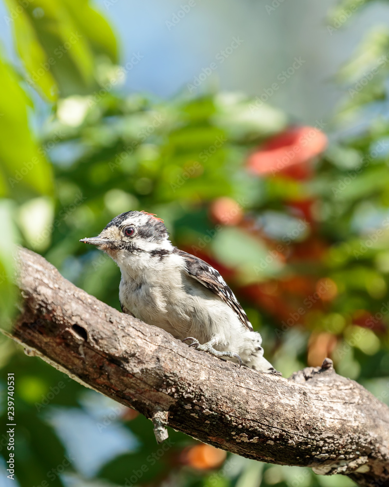 Obraz premium Downy woodpecker