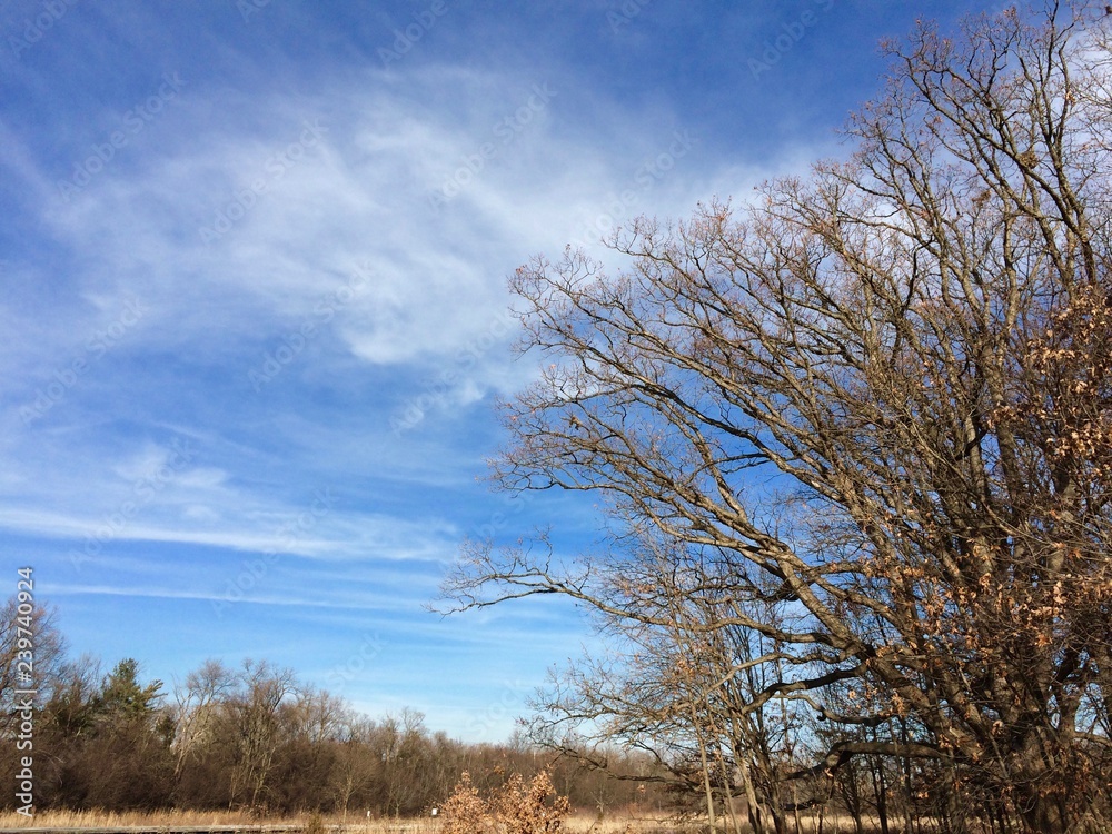 Fototapeta premium tree and blue sky winter landscape