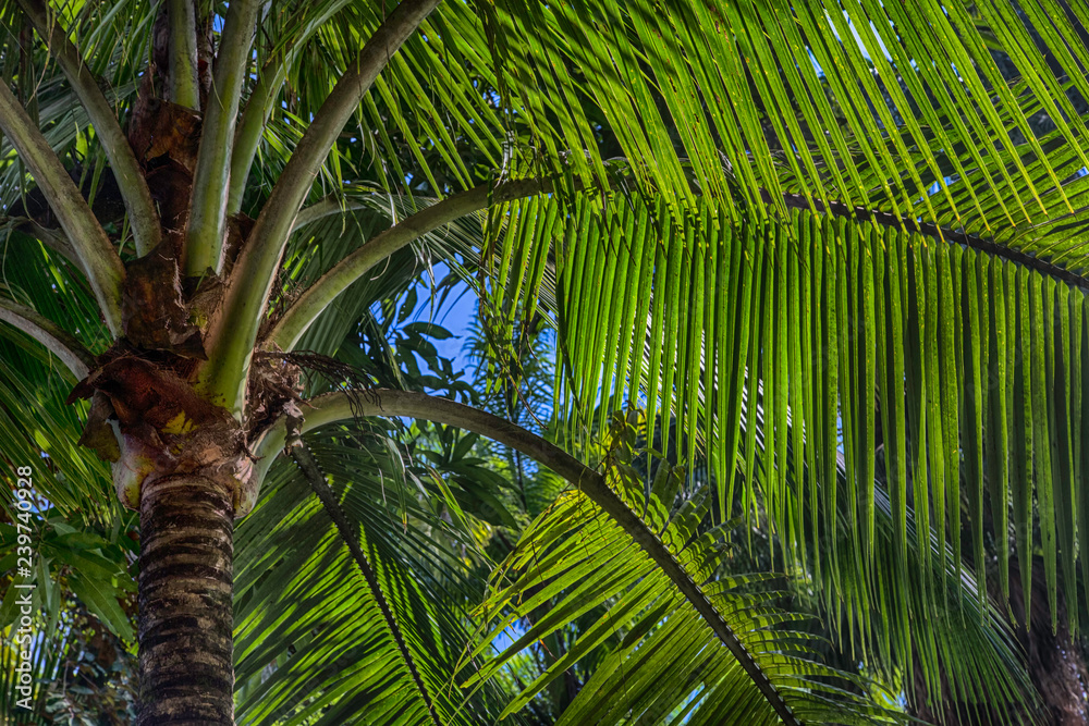 Obraz premium palm tree in central america