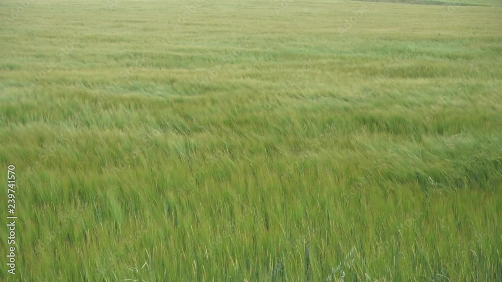 barley cornfield in the wind, creating beauitiful green waves barley cornfield in the wind, creating beauitiful green waves