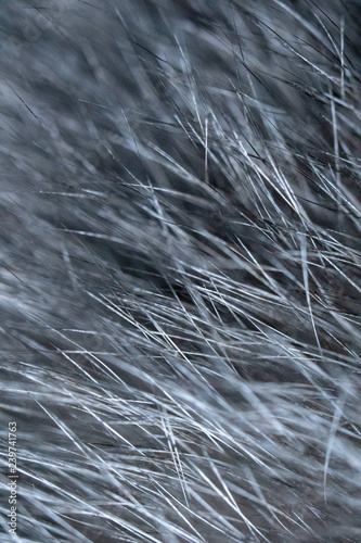 Cat fur Macro