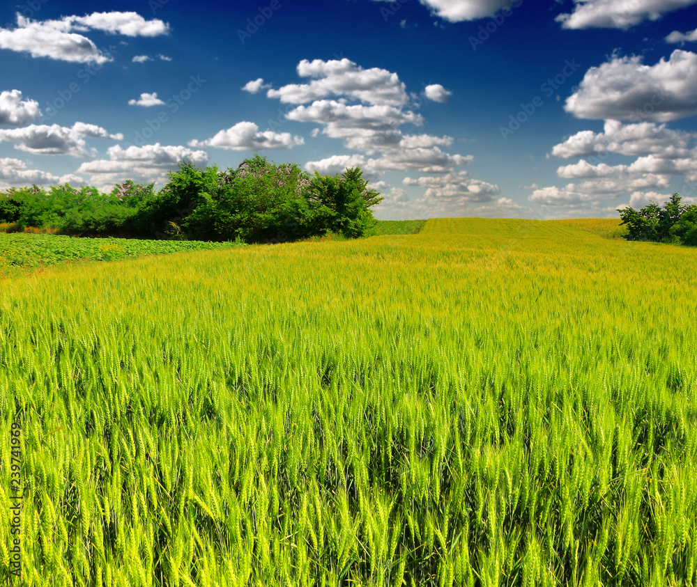 green wheat field