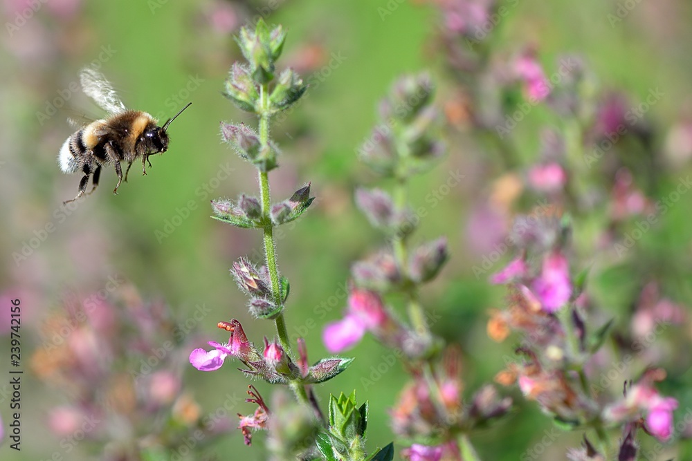 bumble bee flying to a flower with nectar, preparing for landing bumble bee flying to a flower with nectar, preparing for landing
