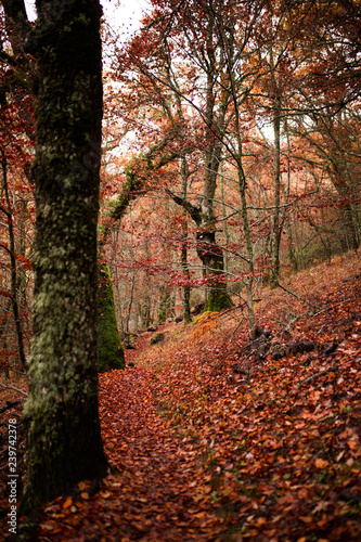 paisaje de un bosque rojizo en otoño