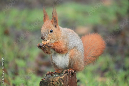 squirrel eating nut