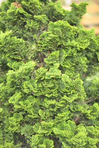 Φωτογραφία Chamaecyparis obtusa nana gracilis