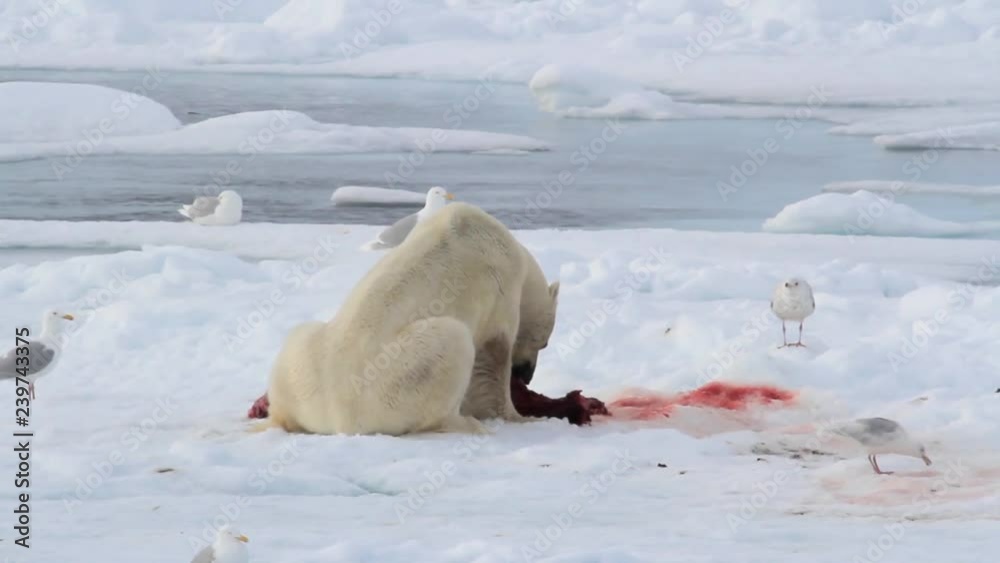 Polar bear and Seagulls eating Seal on ice Polar bear eating seal on ice in spitsbergen Norway Polar bear and Seagulls eating Seal on ice Polar bear eating seal on ice in spitsbergen Norway