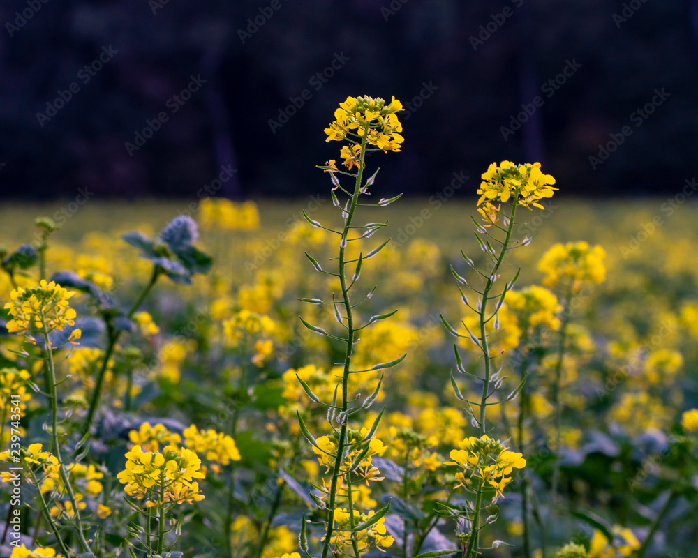 Fototapeta premium Raps vor Wald