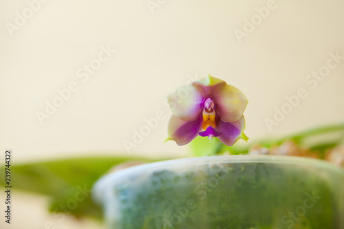 Beautiful rare orchid in pot on blurred background