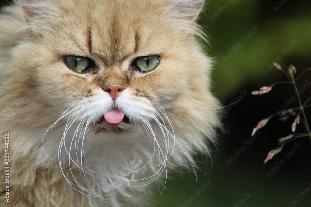 This cats tongue is always out