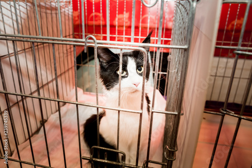 homeless cat in the cage looking for a master on the volunteer fair