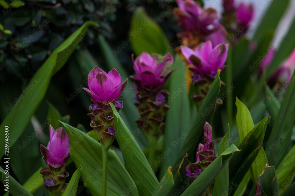 Lila Blüte Lila Blüte