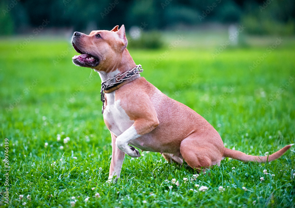 american staffordshire terrier sitting  on green lawn 
outdoors shot 
