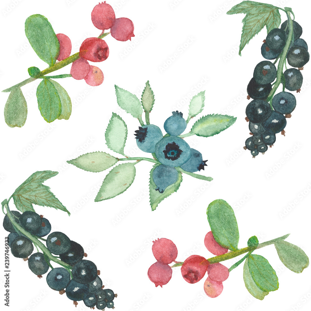 Akwarelowy wzór z porzeczkami
