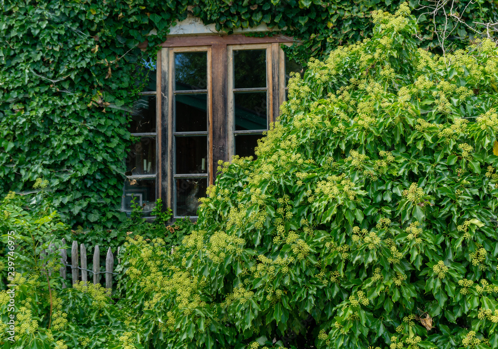 Fenster am Gartenhaus Fenster am Gartenhaus