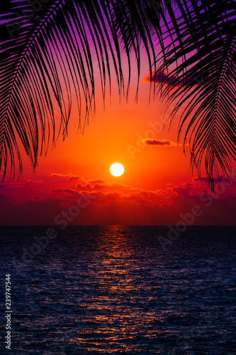 palm trees and amazing cloudy sky on sunset © EwaStudio