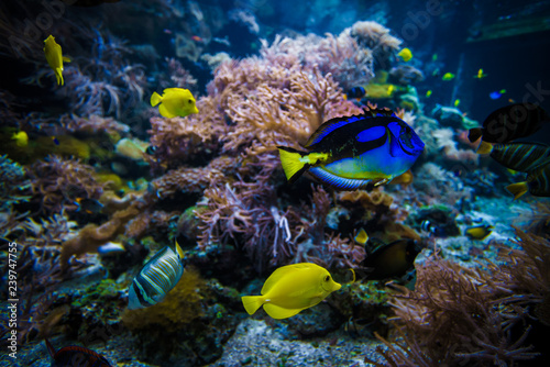 Fototapeta Naklejka Na Ścianę i Meble -  tropical Fish on a coral reef
