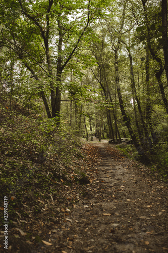 camino a través del bosque verde © EGHStock