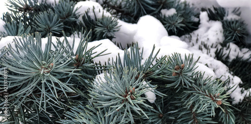 Winter and Christmas Background. Pine branch tree under snow. Fir-tree branches of conifer tree in snow for New Year close-up.