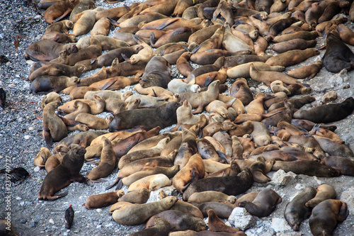 Sea lions on the beach by the sea in Peru