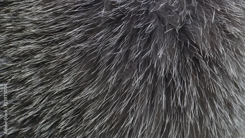 Close up of Natural black fox fur with slight movement in the wind, abstract background of a luxurious fashion.