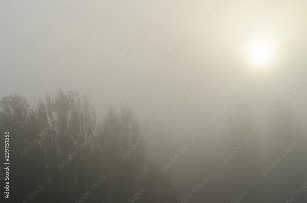 The autumn morning tight fog and sun under crowns of poplars The autumn morning tight fog and sun under crowns of poplars