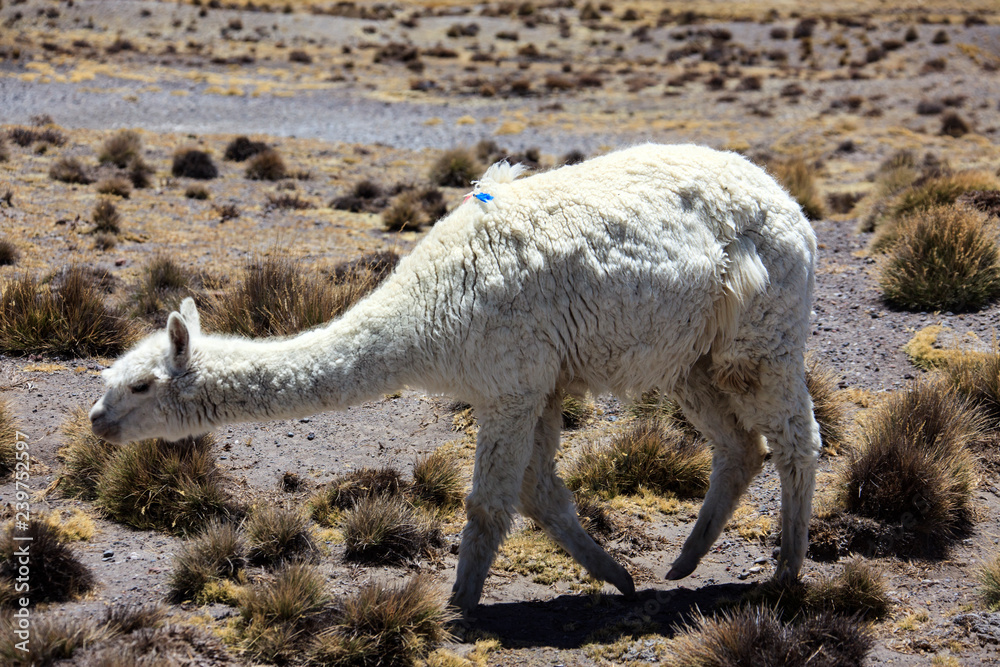 Fototapeta premium Alpacas in Peru. A pet that produces a very fine wool