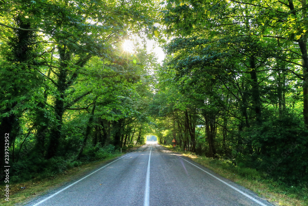 Obraz premium Tree tunnel in Safranbolu, Bartin