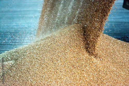 Grains, cereal being delivered at a agricultural silo for storage and drying