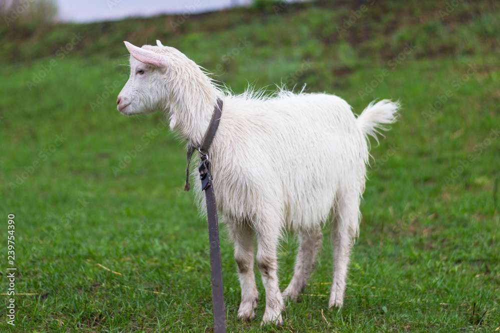 Goat Goat