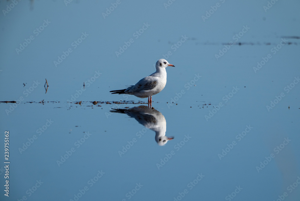 Obraz premium reflections