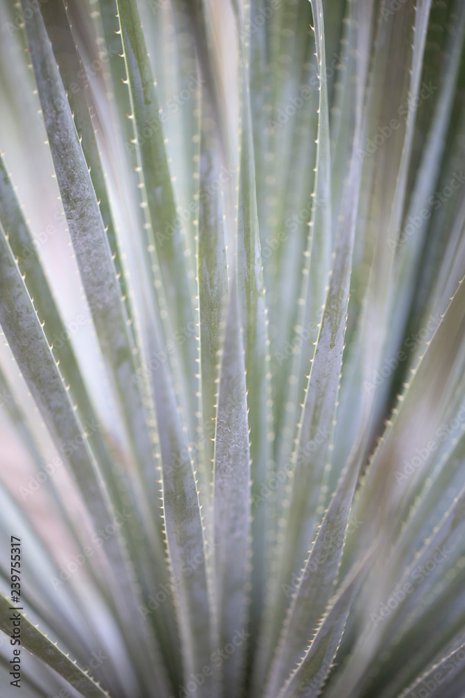Close up cactus texture Close up cactus texture