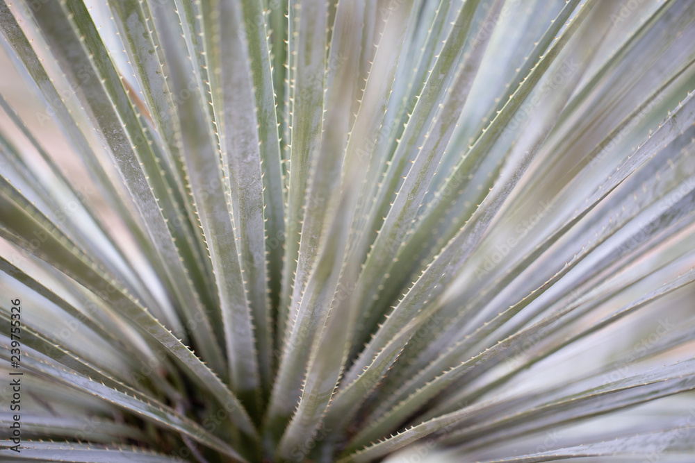Close up cactus texture Close up cactus texture