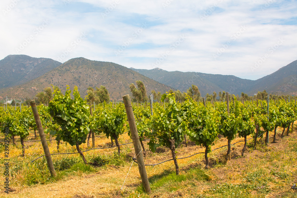 Organic vineyards with mountains on the background.