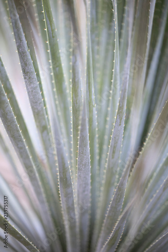 Close up cactus texture