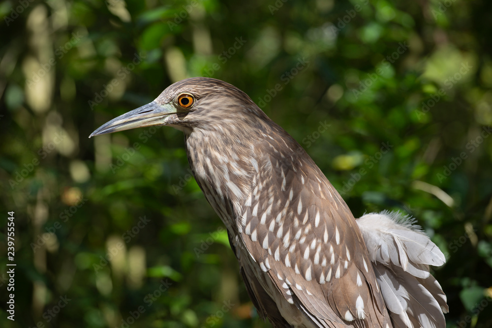 Heron in mangrove Heron in mangrove