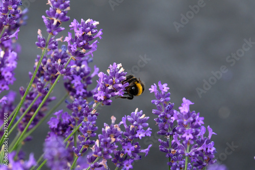 Lavender and Bees