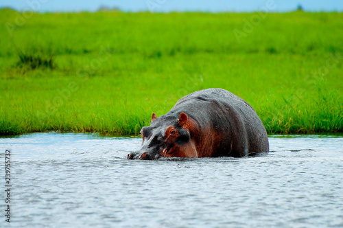 Hippopotamus - Chobe National Park - Botswana photo