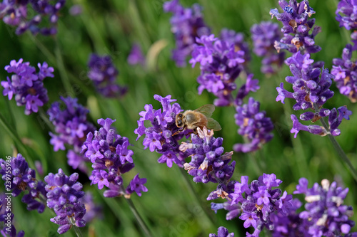 Lavender and Bees