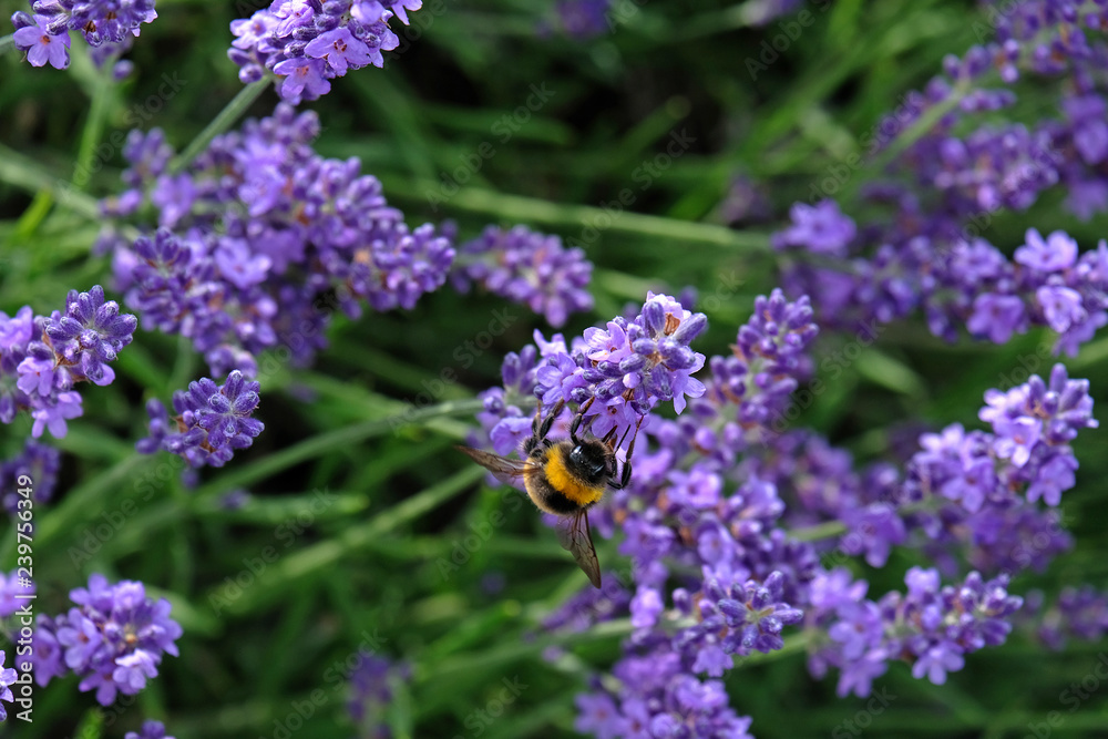 Lavender and Bees Lavender and Bees
