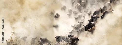 Obraz gnu przekraczające rzekę