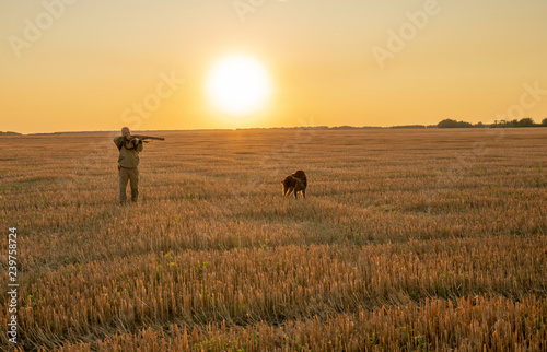 autumn hunting for field game with a dog at sunset