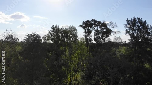 drone flight woods