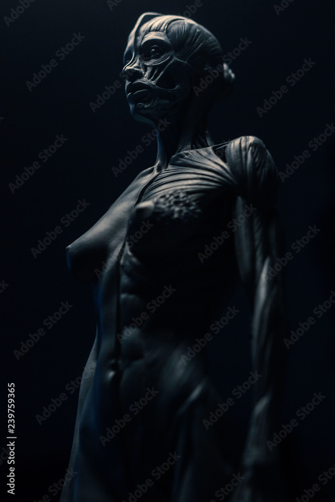 statue of a woman, muscles anatomy