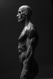 statue of a man, muscles anatomy