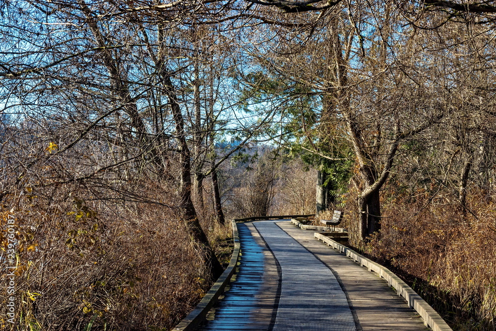 Wooden hiking trail through the forest and park bench in late autumn Wooden hiking trail through the forest and park bench in late autumn