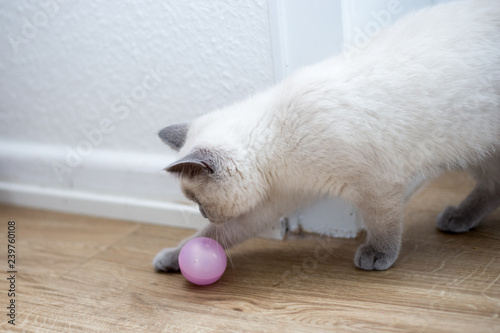 British kitten playing with a ball