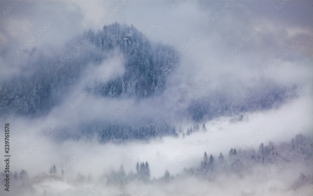 snowy fir trees in fog - winter in the mountains