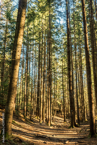 Fototapeta Naklejka Na Ścianę i Meble -  coniferous forest of trees with a full frame trail