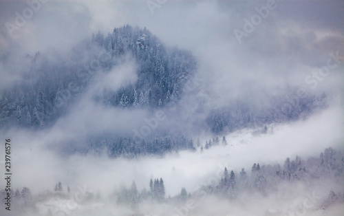 snowy fir trees in fog - winter in the mountains